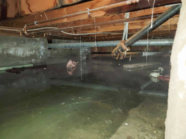 Best Flood restoration services  in , IL