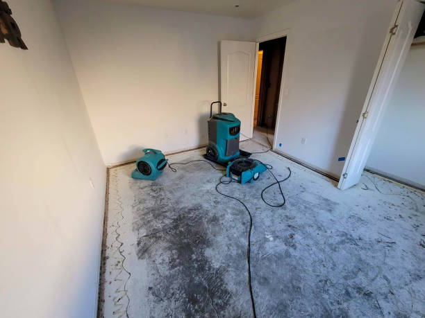 Best Mold removal after water damage  in , IL