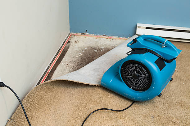 Best Water damage mitigation services  in , IL